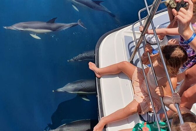 From Lagos: Dolphin Watching Cruise on a Catamaran - What happens if the water turns rough