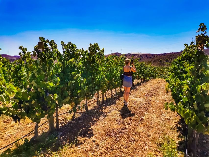 From Lagos: Small-Group 4-Hour Wine Tasting Tour - What $76 really gets you