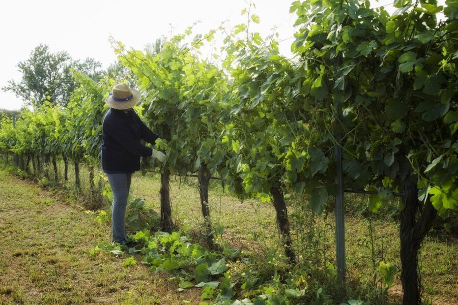 From Lisbon: Évora Wine & Heritage Tour - The Chapel of Bones is the most memorable stop