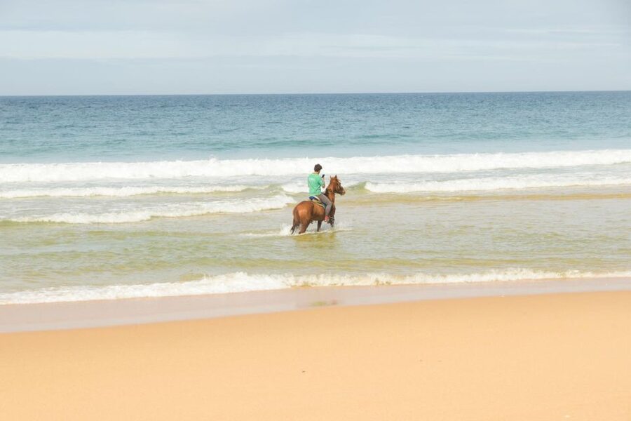 From Lisbon: Horseback Riding on Comporta Beach - The Atlantic forest makes a gentle beginning
