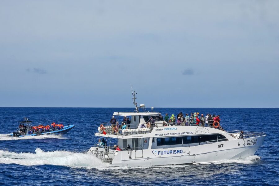 From Ponta Delgada: Whale and Dolphin Watching Trip - What makes this Azores whale trip worth considering