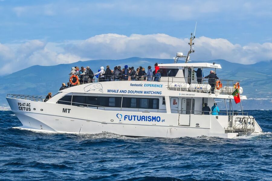 From Ponta Delgada: Whale and Dolphin Watching Trip - Should you book the Ponta Delgada whale trip?
