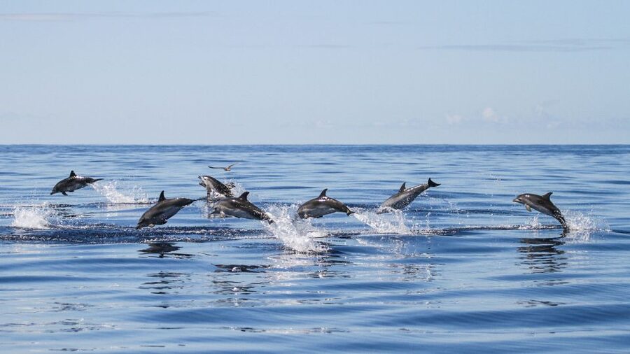 From Ponta Delgada: Whale and Dolphin Watching Trip - Two hours and 45 minutes scanning the Atlantic