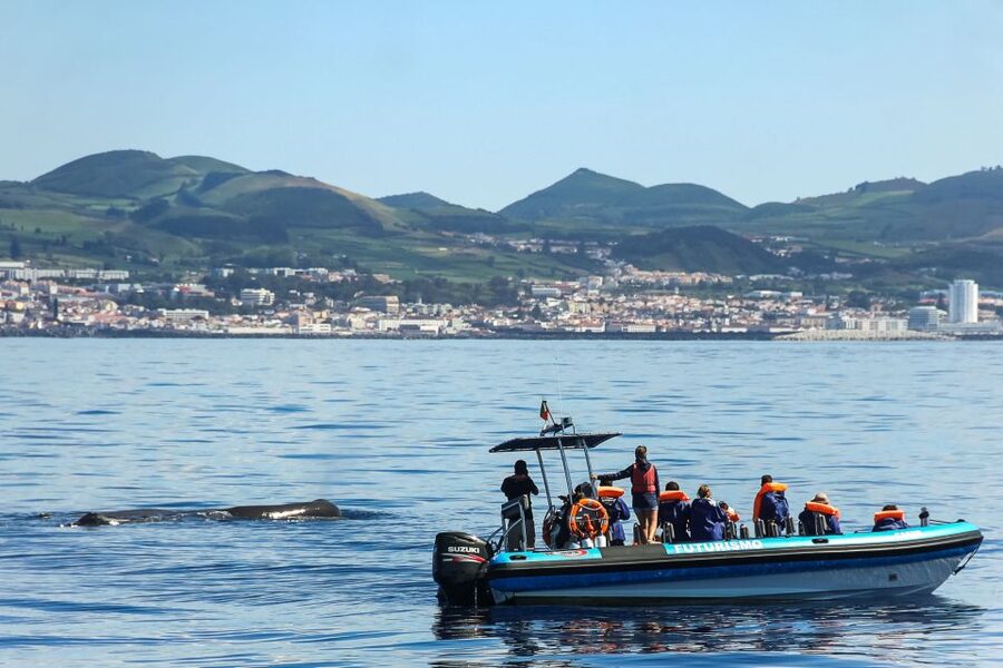 From Ponta Delgada: Whale and Dolphin Watching Trip - What the marine biologist adds