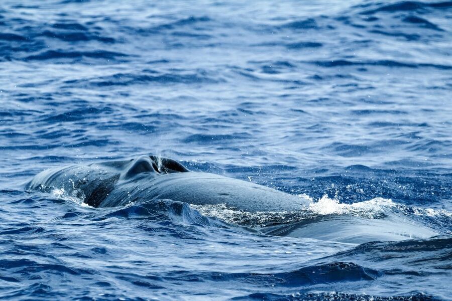 From Ponta Delgada: Whale and Dolphin Watching Trip - Why the season changes your odds