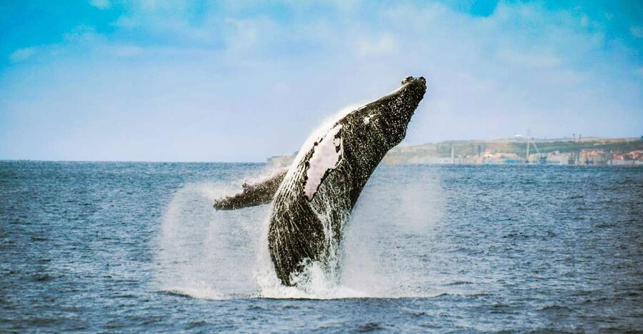 From Ponta Delgada: Whale and Dolphin Watching Trip - The real value of $82