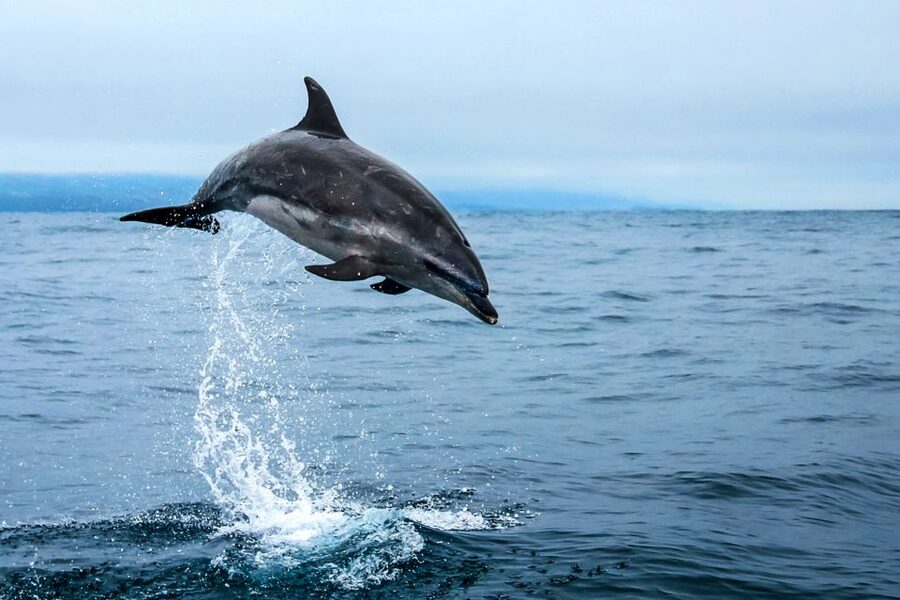 From Ponta Delgada: Whale and Dolphin Watching Trip - Practical advice for a better outing