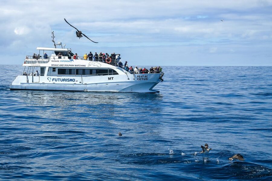 From Ponta Delgada: Whale and Dolphin Watching Trip - Who will enjoy this most?