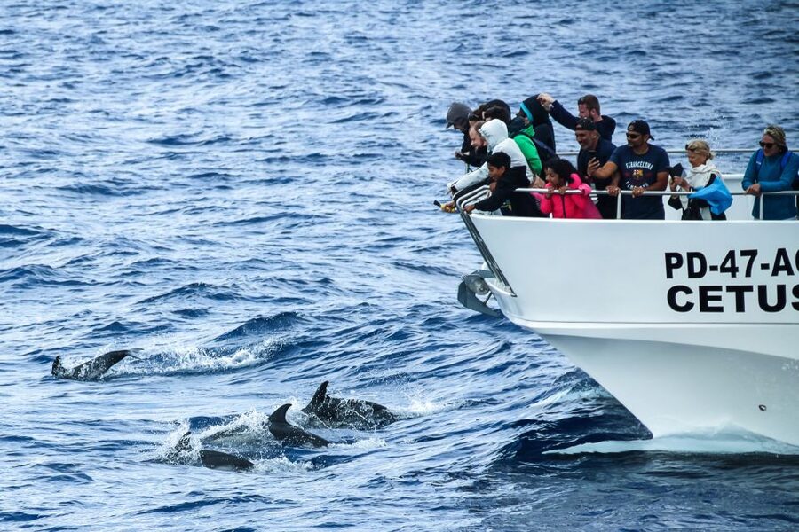 From Ponta Delgada: Whale and Dolphin Watching Trip - Catamaran comfort or Zodiac excitement?