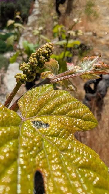 From Porto: 2 Wine Regions, Farm-to-Table Lunch & Boat - Why this day trip works from Porto