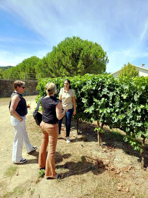 From Porto: Douro Valley 3 Vineyards Tour with Lunch - Why This Douro Valley Day Trip Works