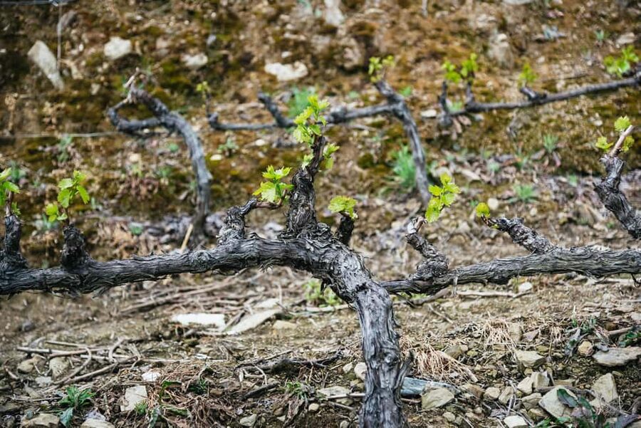 From Porto: Douro Valley Wine Tour with Lunch and Cruise - Three-course lunch with Douro DOC wines