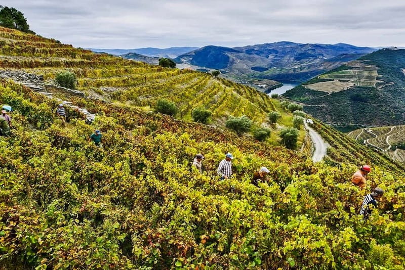 From Porto: Douro Valley with Wineries, Lunch and Boat Trip - Pinhão, table wine, and the final tastings