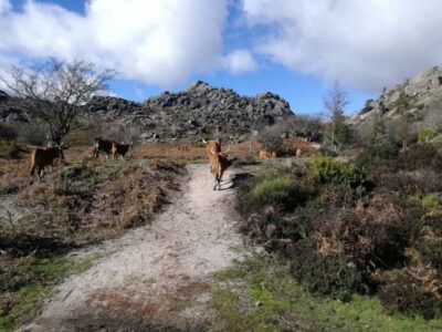 Hike, Swim or just Explore Gerês National Park