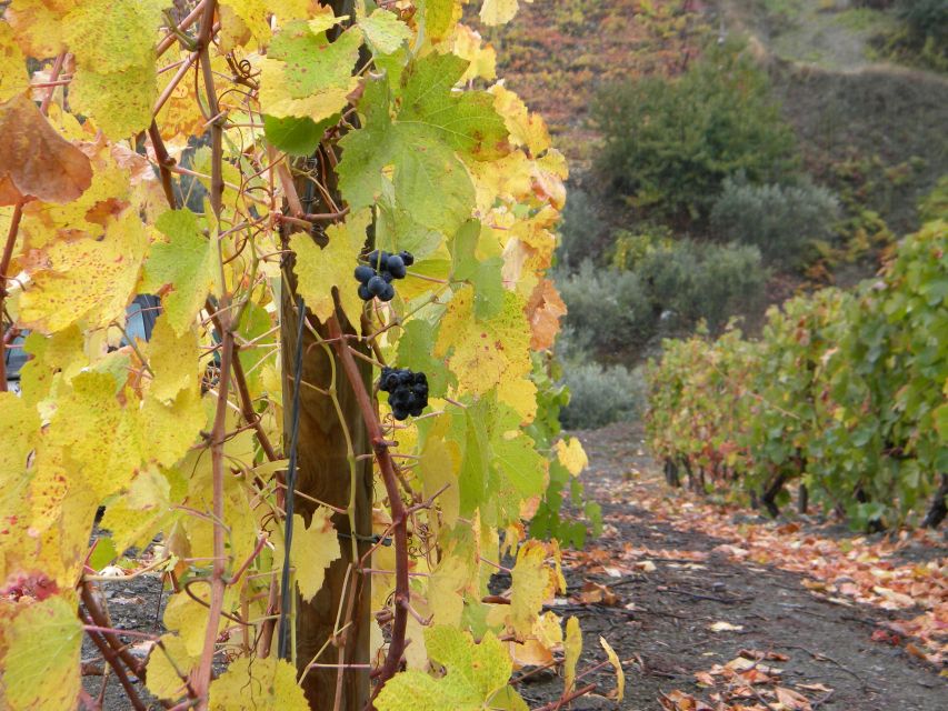 From Porto: Private Douro Valley Tour with Booking Service - Pinhão: three hours beside the river