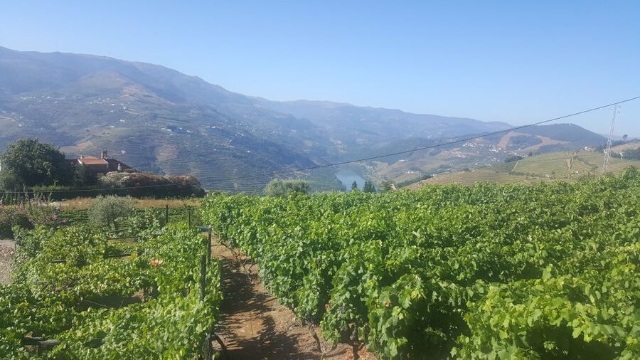 From Porto: Private Douro Valley Tour with Booking Service - Régua: lunch, wine, and a second view of the valley