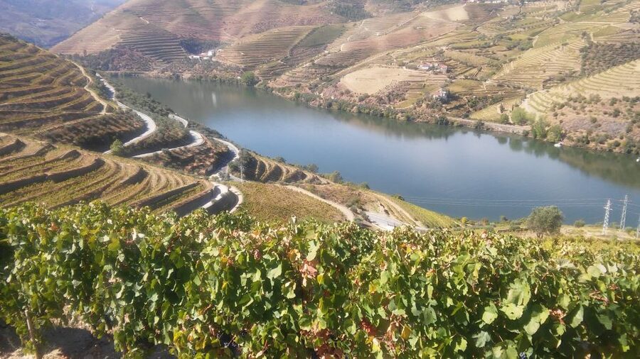 From Porto: Private Douro Valley Tour with Cruise and Wine - My final call: book it for the personal touch