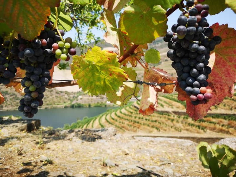 From Porto: Tastings at 2 Wineries, Chef's Lunch & Boat Tour - Meeting the first family winemaker in Sabrosa