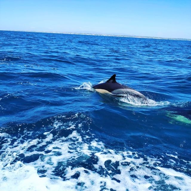 From Vilamoura: 2.5-Hour Benagil Cave and Dolphins Boat Tour - Leaving Vilamoura Marina on a purpose-built speedboat