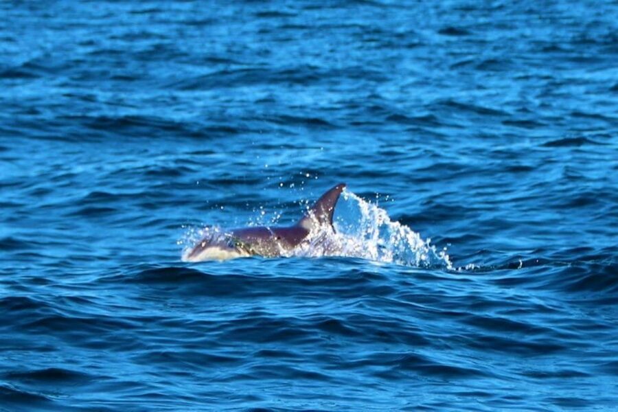 From Vilamoura: 2.5-Hour Benagil Cave and Dolphins Boat Tour - The guides make the difference