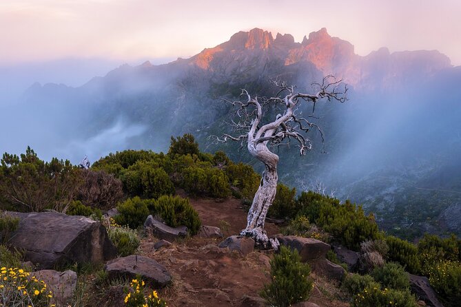 Full Day Madeira Island Tour - Open Roof - Fanal Forest is the day’s most atmospheric stop