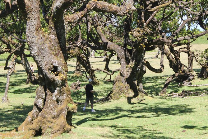 Full-Day Small Group Jeep Safari Tour from Funchal - Who should book this tour?