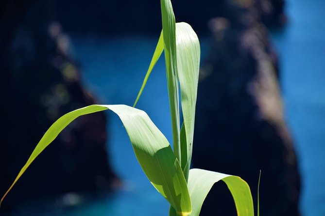 Full Day Tour of Madeira West - Porto Moniz is the day’s main event