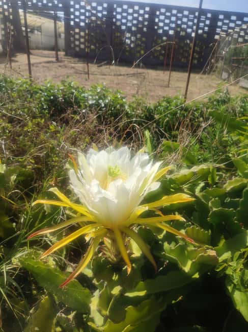 Funchal Agriculture Green Tour - Timing, comfort, and who should book