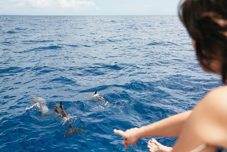 Funchal Bay: Dolphin & Whale Watch Luxury Catamaran Cruise - The 30-minute swim and snorkel stop