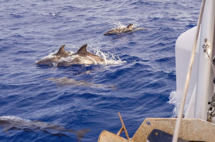 Funchal Bay: Dolphin & Whale Watch Luxury Catamaran Cruise - Who will enjoy this Madeira cruise most?
