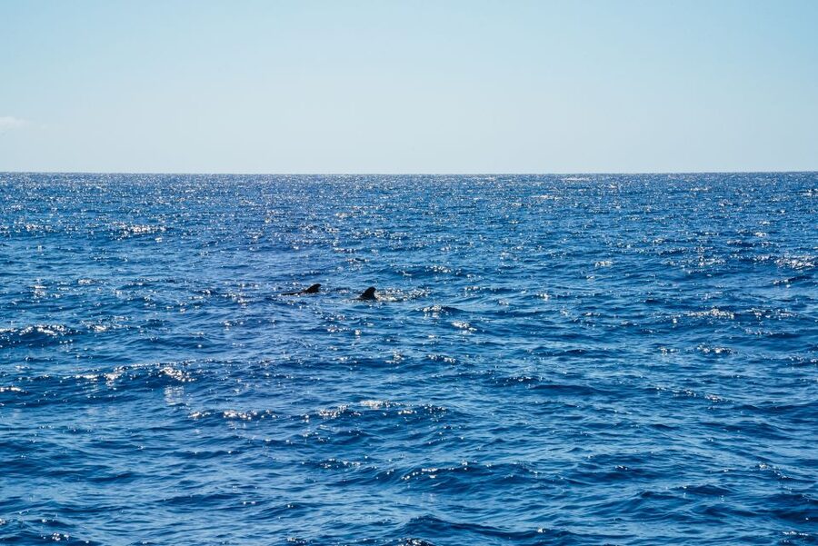 Funchal: Dolphin and Whale Watching by Luxury Catamaran - Key points before you book