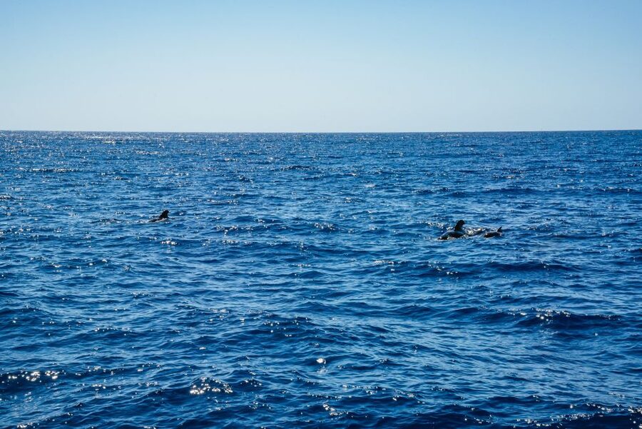 Funchal: Dolphin and Whale Watching by Luxury Catamaran - The return sail along Madeira’s coast