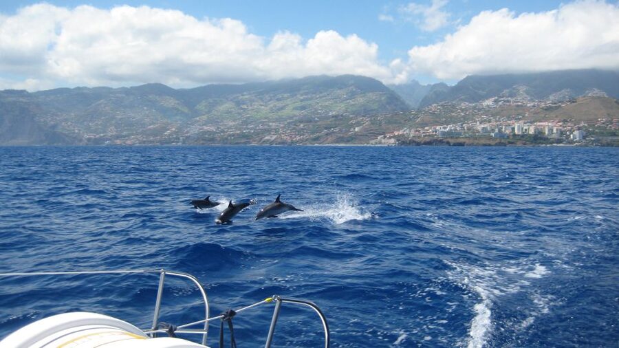 Funchal: Dolphin and Whale Watching Catamaran Cruise - Key points to know before sailing