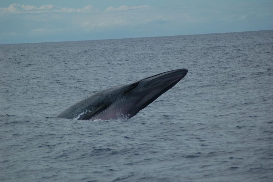 Funchal: Dolphin and Whale Watching Catamaran Cruise - Leaving Funchal Marina for the open Atlantic