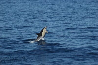 Dolphin and Whale Watching Catamaran Cruise
