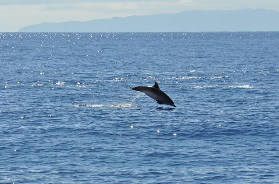 Funchal: Dolphin and Whale Watching Catamaran Cruise - A relaxed boat with a useful onboard bar