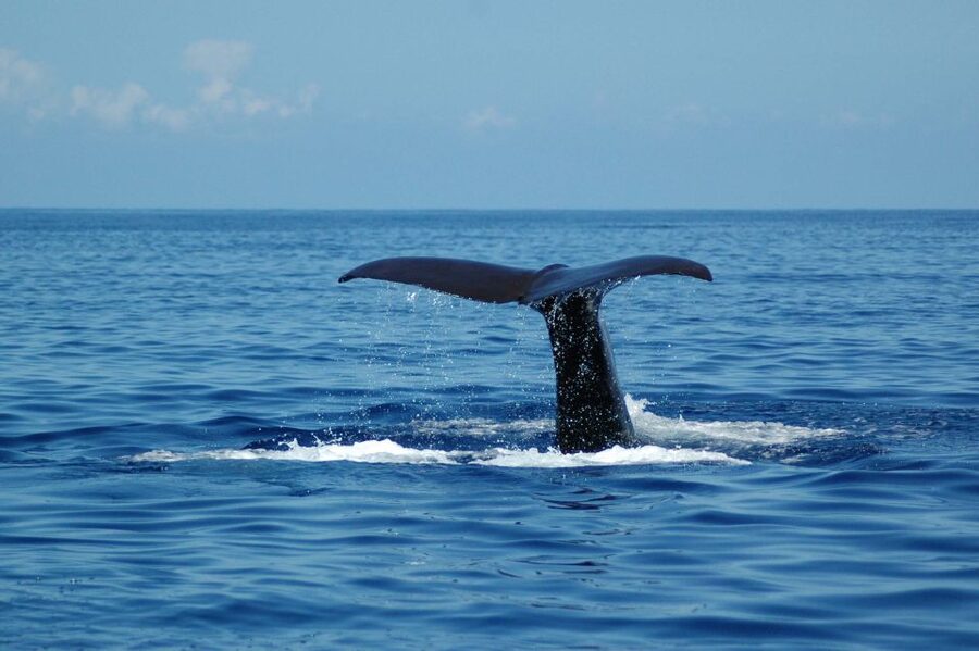 Funchal: Dolphin and Whale Watching Catamaran Cruise - Responsible wildlife watching in practice