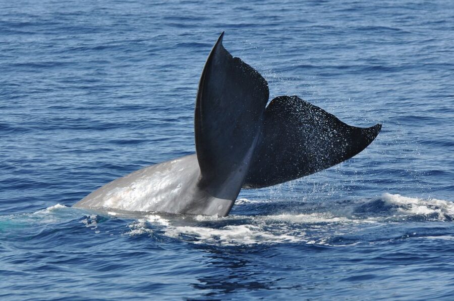 Funchal: Dolphin and Whale Watching Catamaran Cruise - Is $41 good value for three hours?