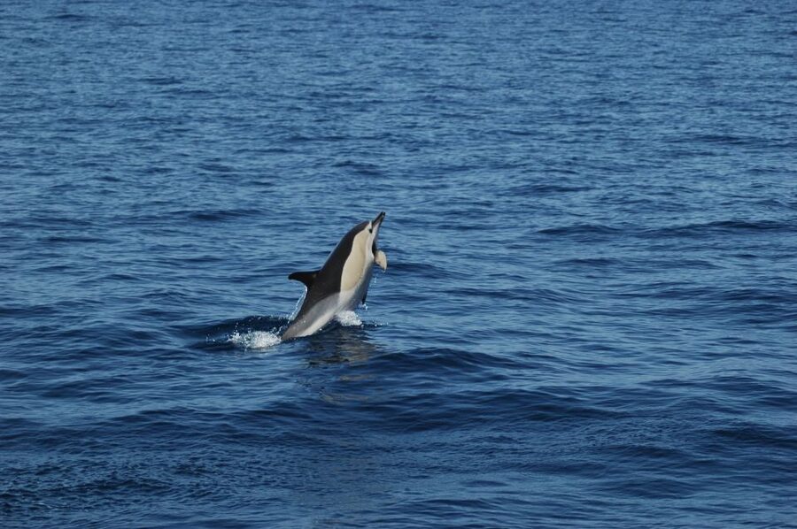 Funchal: Dolphin and Whale Watching Catamaran Cruise - Searching for dolphins, whales, and turtles