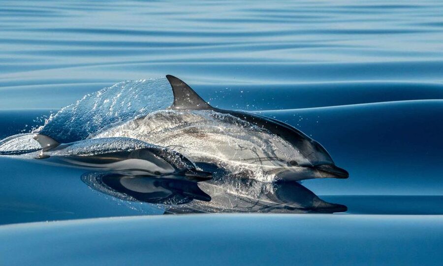 Funchal: Dolphin and Whale Watching Cruise - Quick facts about the Funchal sea safari