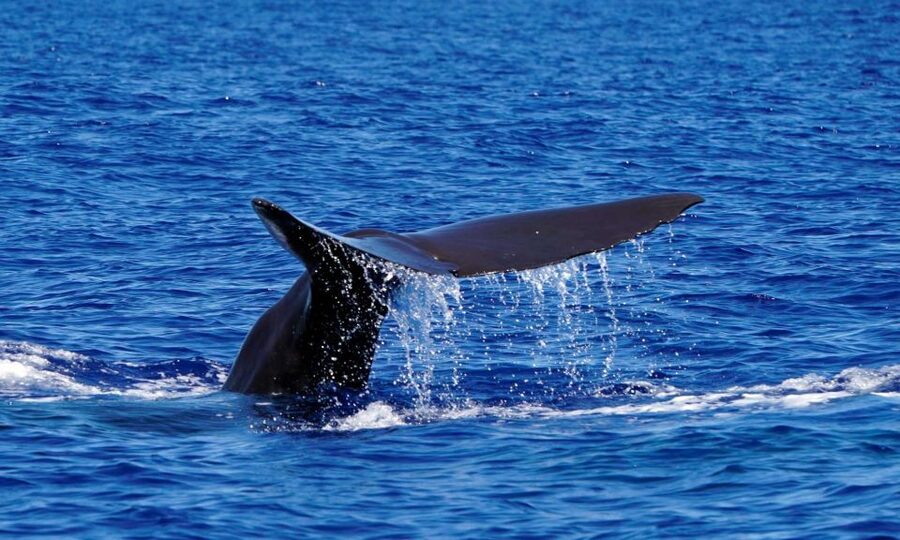 Funchal: Dolphin and Whale Watching Cruise - Practical tips for a better outing