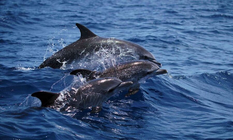 Funchal: Dolphin and Whale Watching Cruise - Watching dolphins and whales in the wild