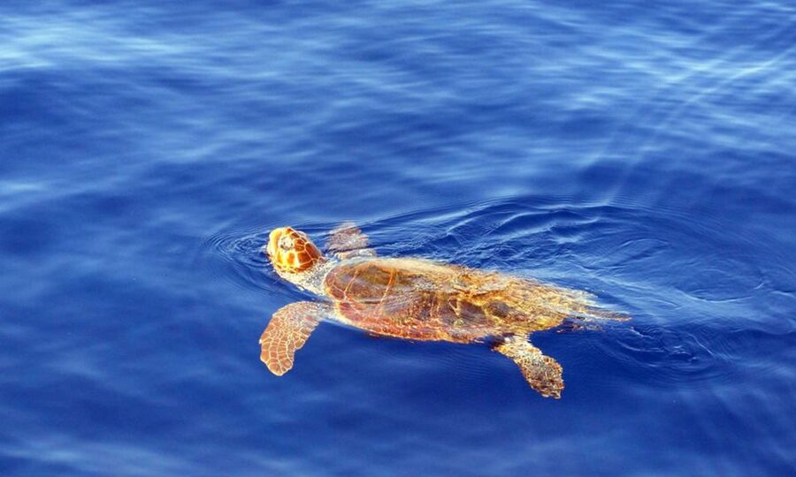 Funchal: Dolphin and Whale Watching Cruise - What the marine biologist adds