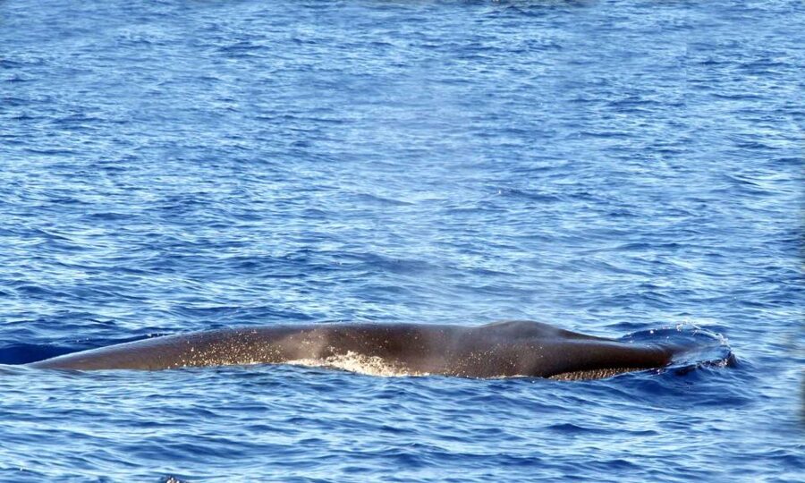 Funchal: Dolphin and Whale Watching Cruise - The small-group advantage