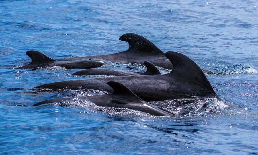 Funchal: Dolphin and Whale Watching Cruise - How wet will you get?