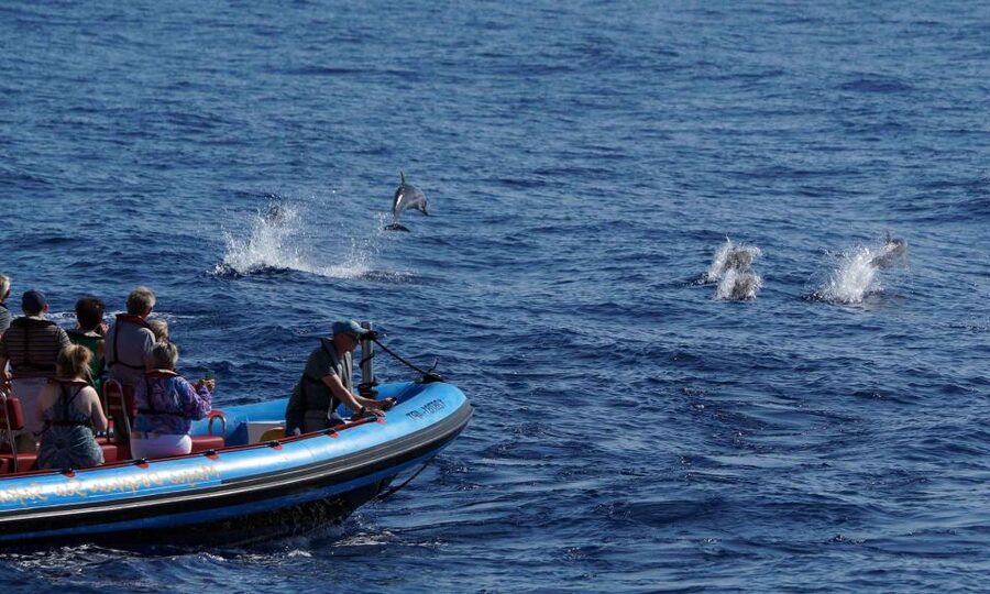 Funchal: Dolphin and Whale Watching Cruise - Is $58 a fair price?