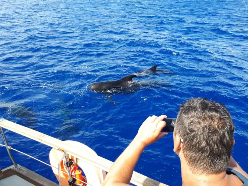 Funchal: Dolphin and Whale Watching Sailing Trip - Cabo Girão and the swim stop