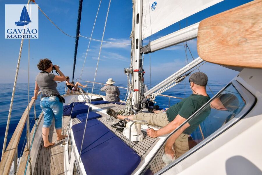 Funchal: Dolphin and Whale Watching Sailing Trip - Drinks, space, and the small-group feel