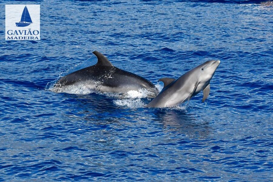 Funchal: Dolphin and Whale Watching Sailing Trip - Is $47 a fair price?