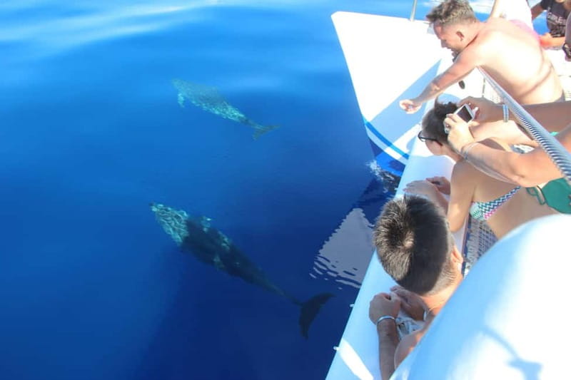 Funchal:Hop-on Hop-off Bus & Whale & Dolphin boat Excursion - The route west through Câmara de Lobos